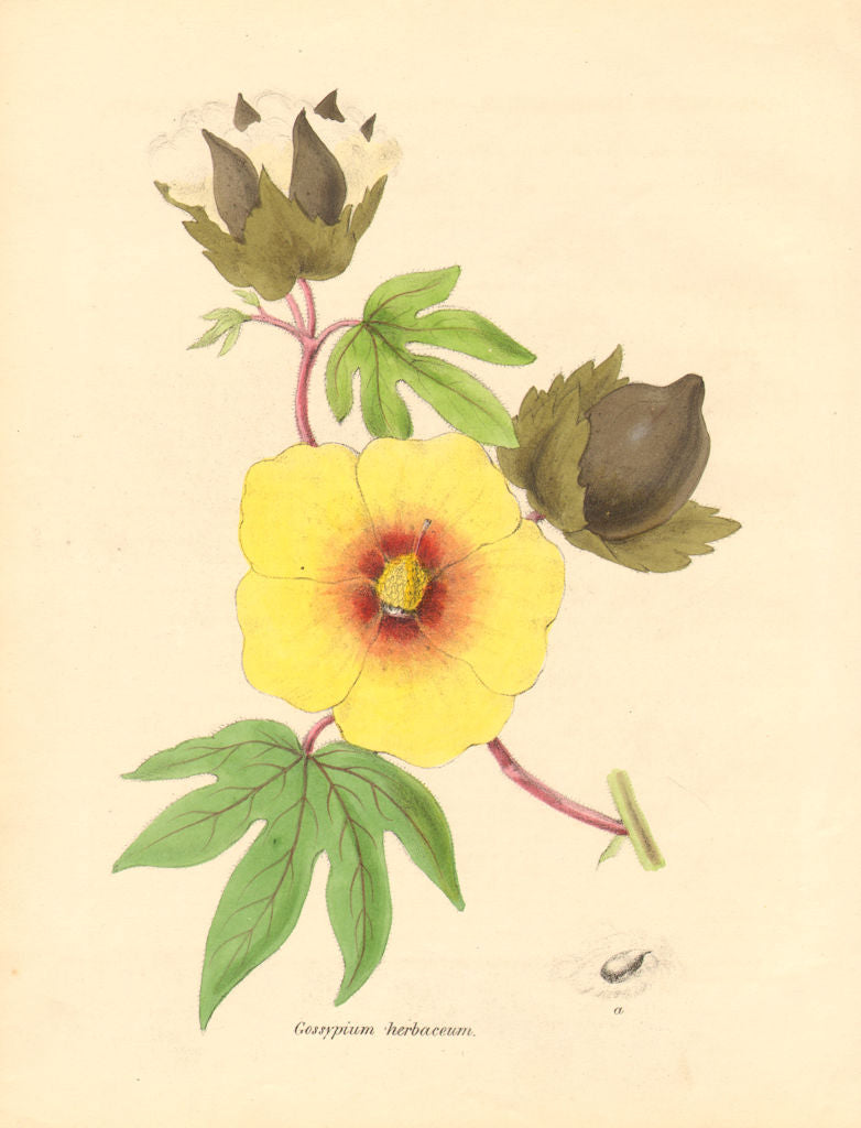 PLANTAE UTILIORES. Cotton Tree (Gossypium herbaceum)Hand colour.BURNETT 1842